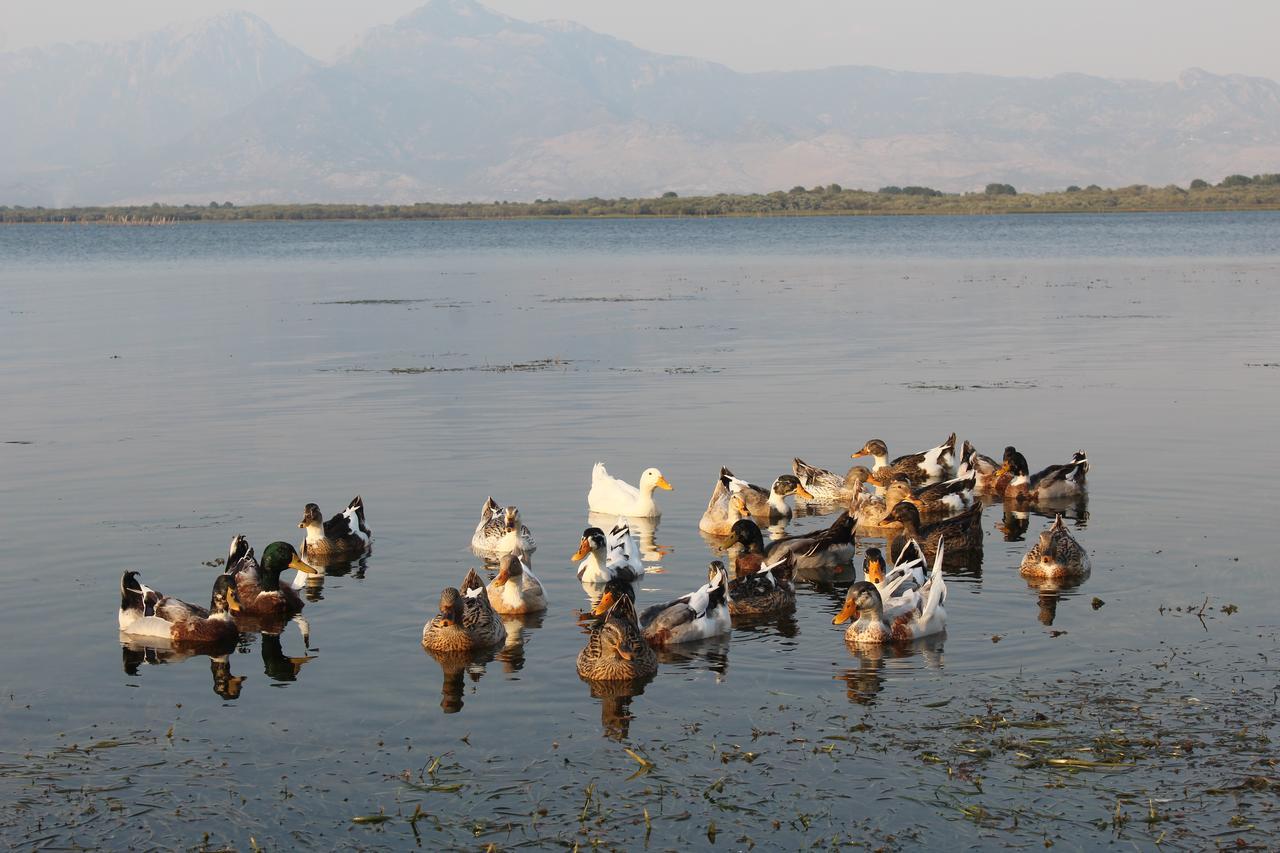 Hotel Shkodra Lake Široka Kültér fotó